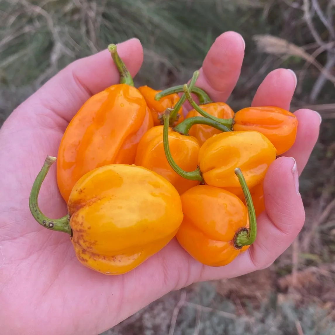 Chili 'Habanero Mustard'