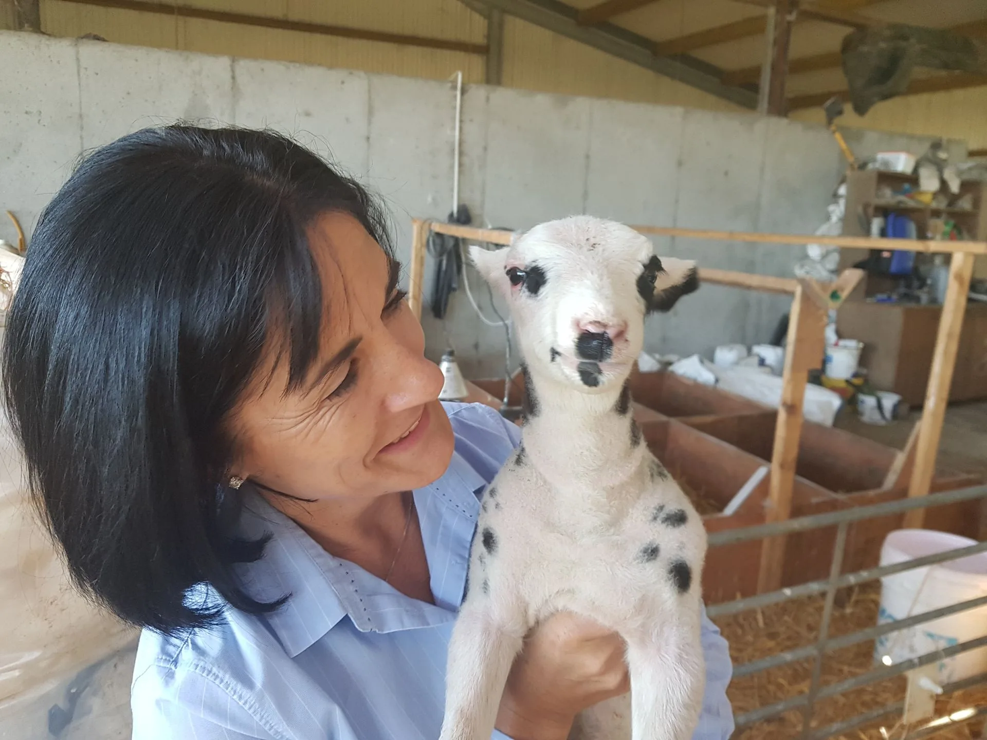 Velvet Cloud Luxury Farm Tours: An Inside Look at Irish Sheep Farming and Artisan Dairy Production