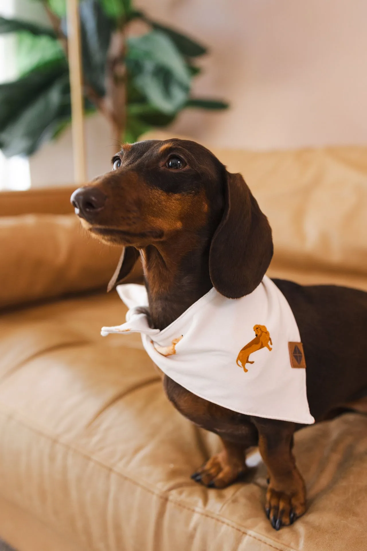Dog Bandana in