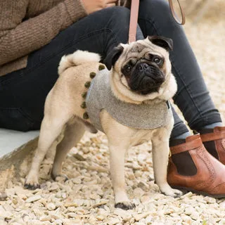 Os Melhores Brinquedos de Peluche para Cães que Mastigam Agressivamente: O Que Procurar