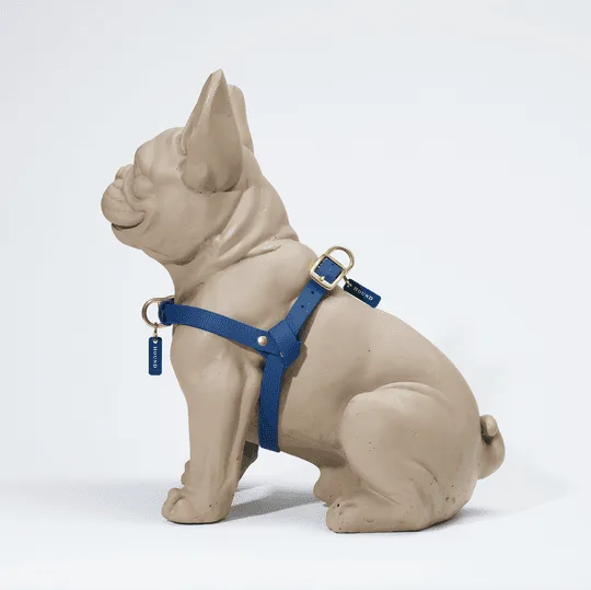 Mengapa Harness Anjing Saya Terlepas? Perbaikan Jellies Tahan Air