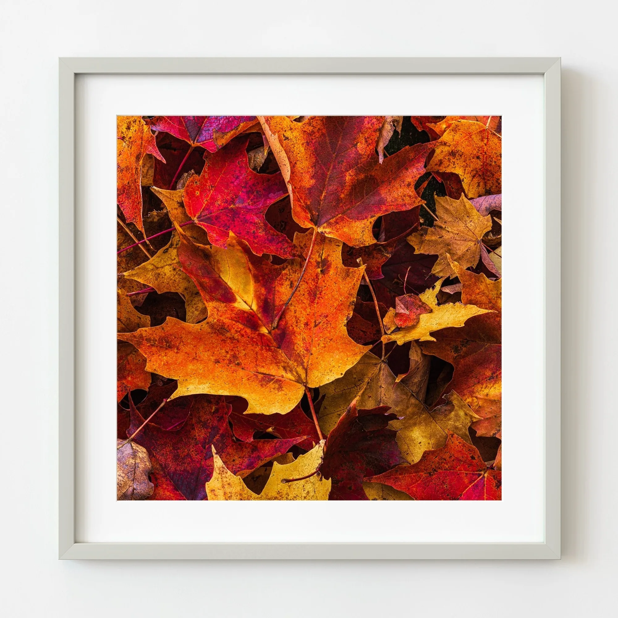 Vibrant autumn leaves Algonquin Park | Limited Edition of 10