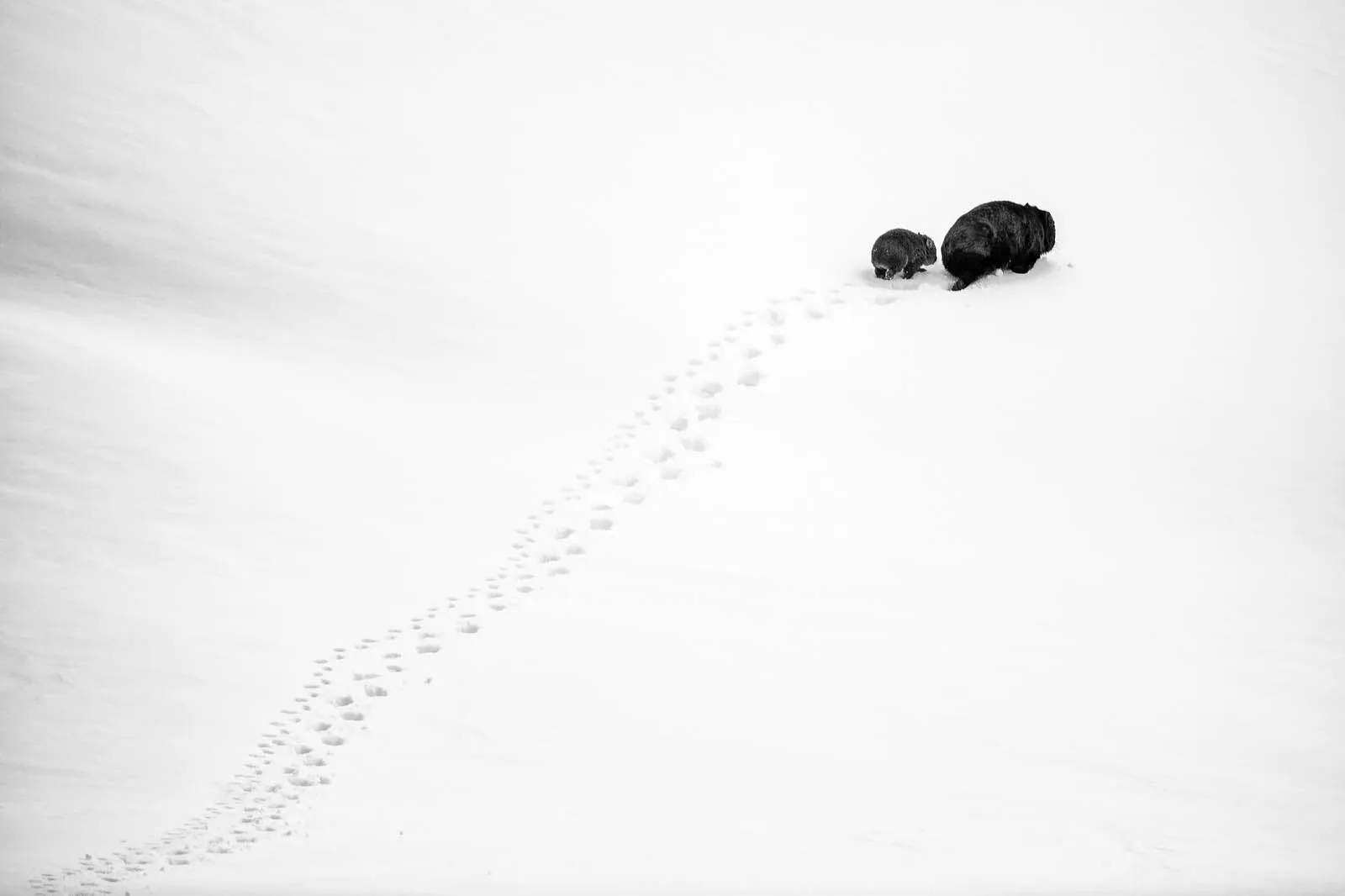 Big Step, Little Step' by Charles Davis