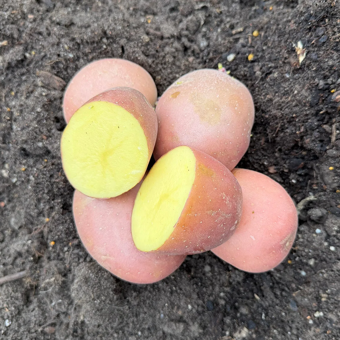 Guía para principiantes: cultivar patata 'Desiree'