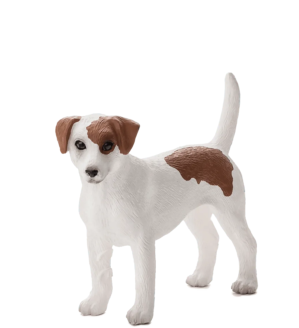 Jack Russell Terrier