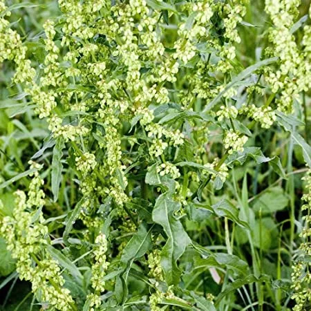Yellow Dock vs. Milk Thistle: Which Herb Supports Detox?