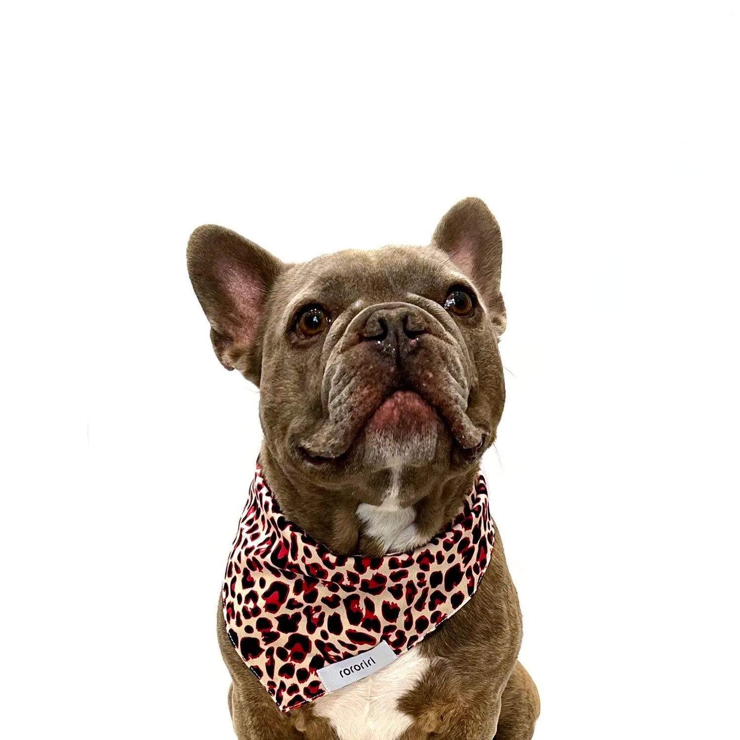 How to Match Your Dog's Bandana to Their Fur Color: A Style Guide for Every Coat