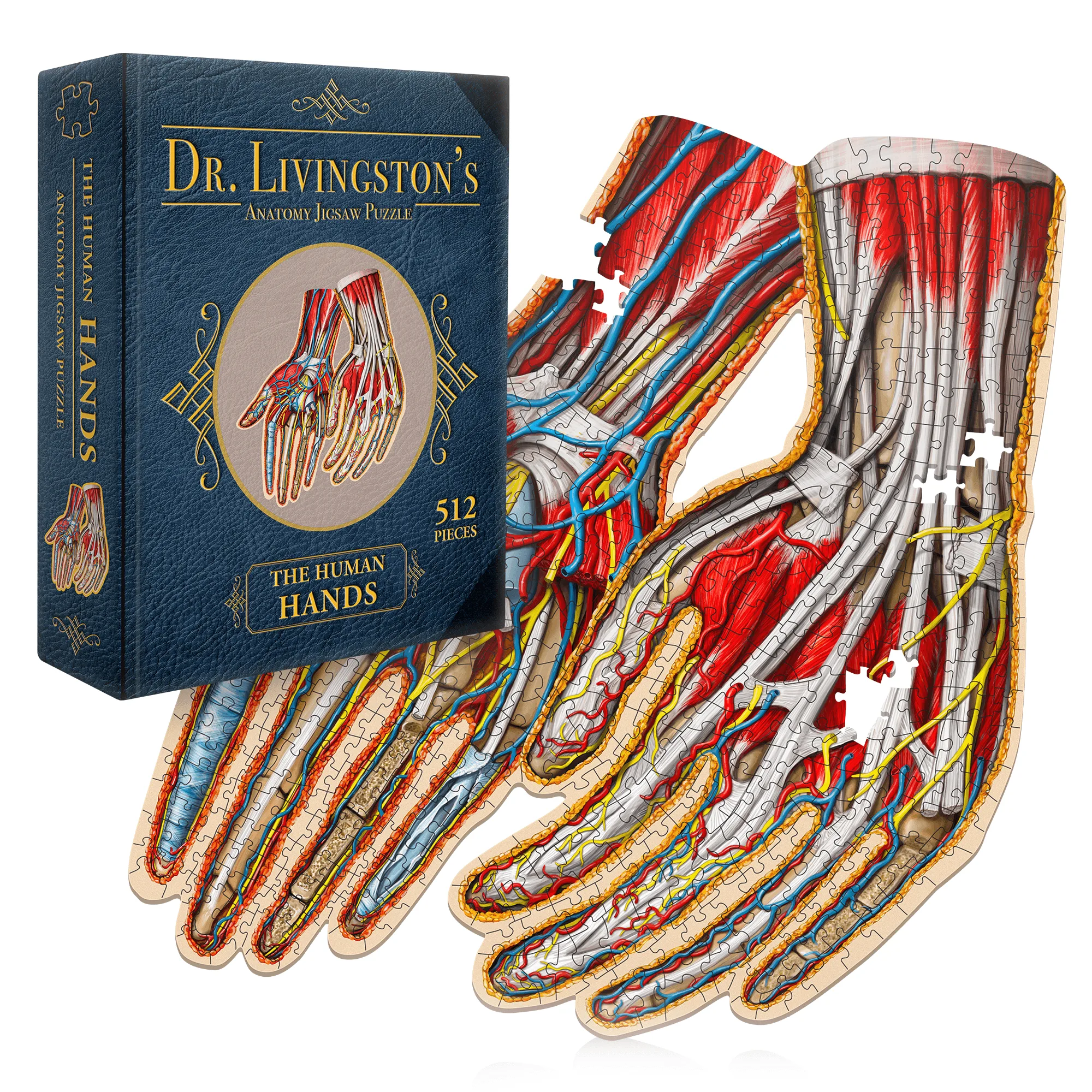 Puzle de anatomía de las manos humanas | Puzles científicos de formas únicas del Dr. Livingston