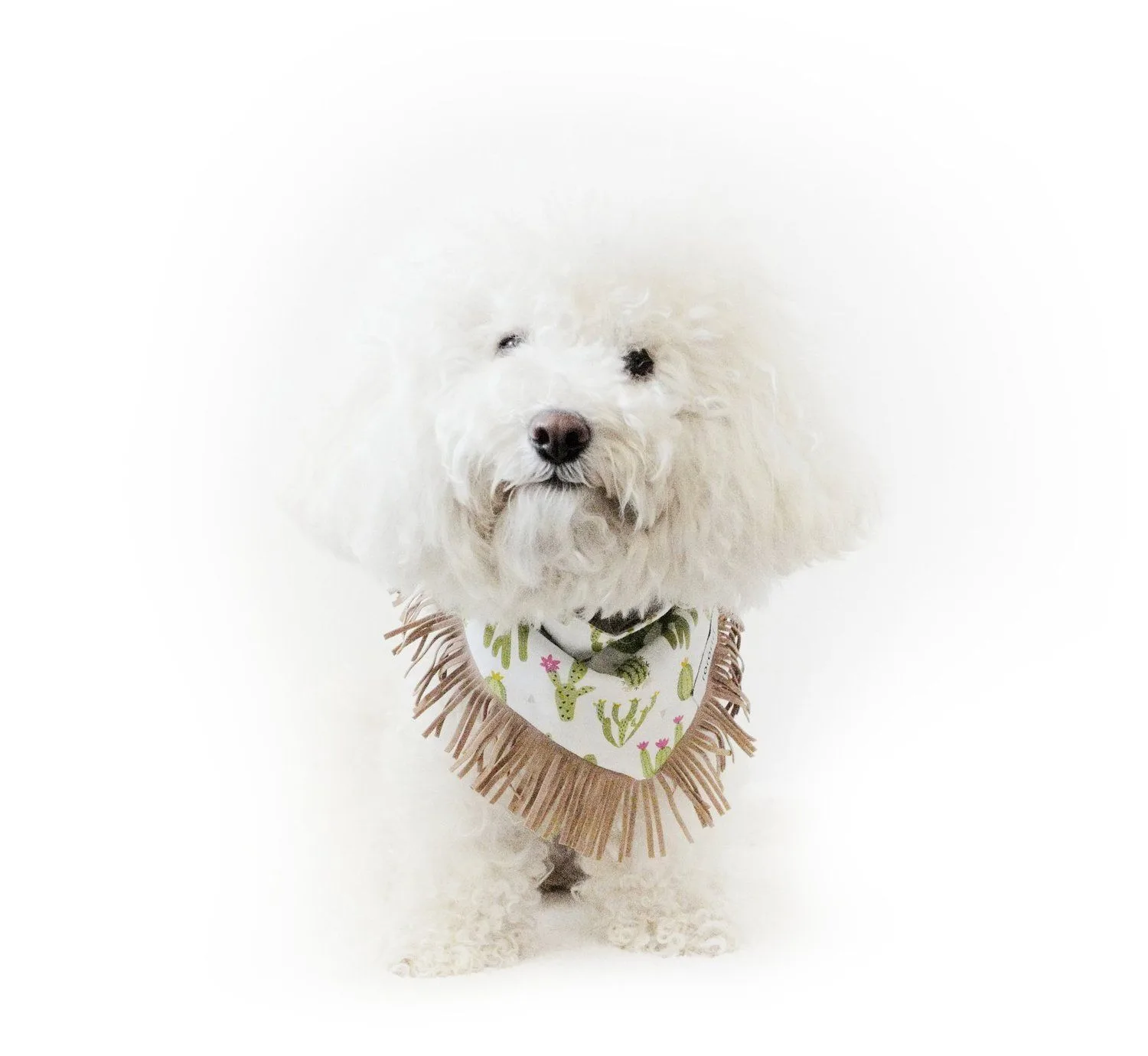 The Complete Dog Leash Buying Guide: Length, Material, and Style for Every Need