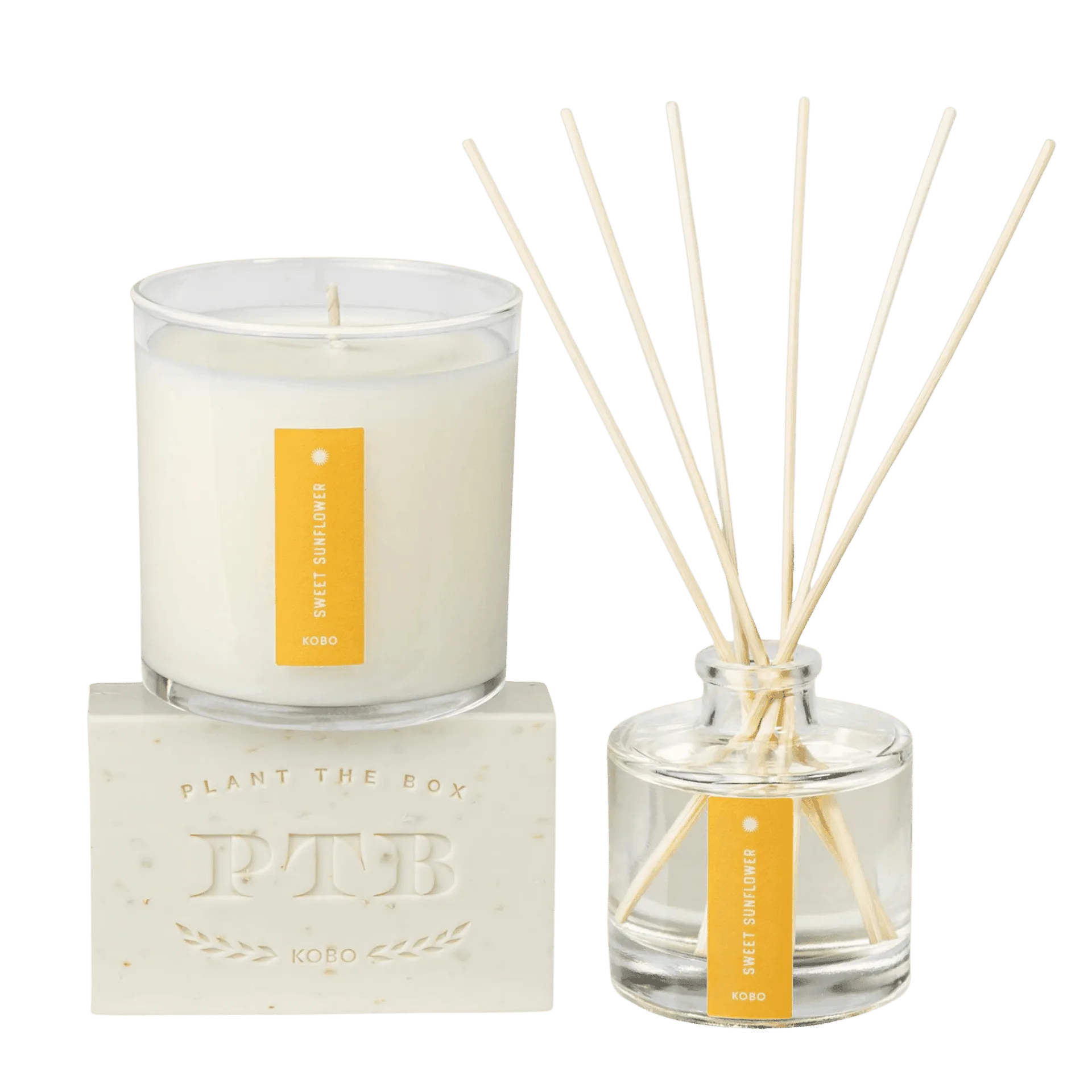 Plant The Box Trio vs. Single Candles: Which Is the Better Buy?