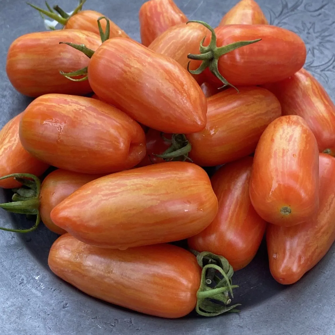Tomato 'Sweet Casaday' Organic