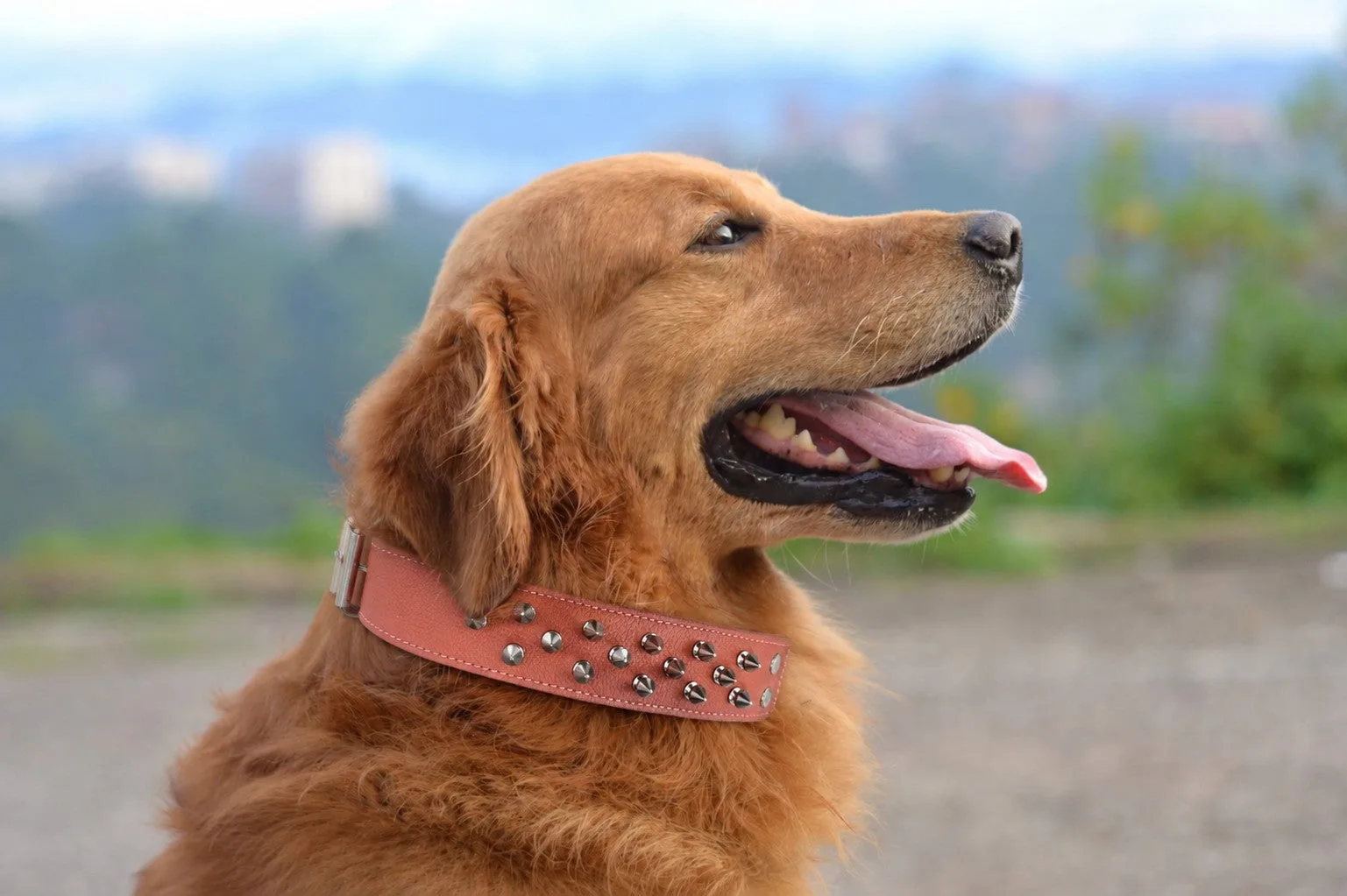 Collar de perro rosa con pinchos Ámsterdam | 26" x 1,5