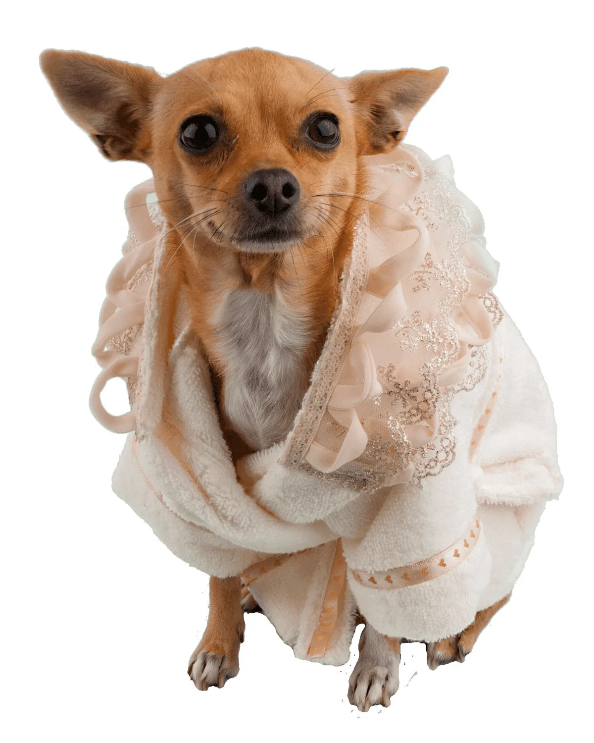 The Ultimate Buying Guide to Moshiqa Bathrobes for Pets: Choosing the Perfect After-Bath Wear