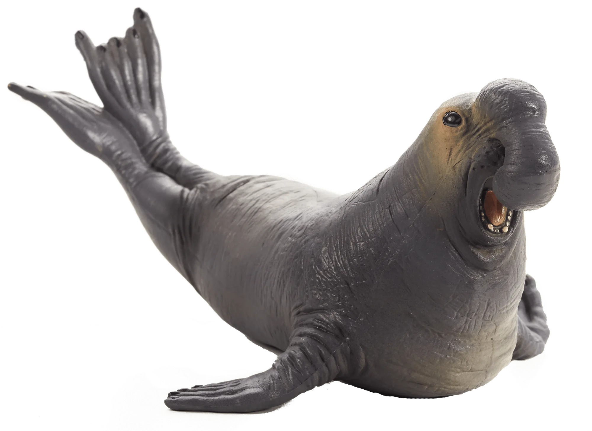 Zeeolifant