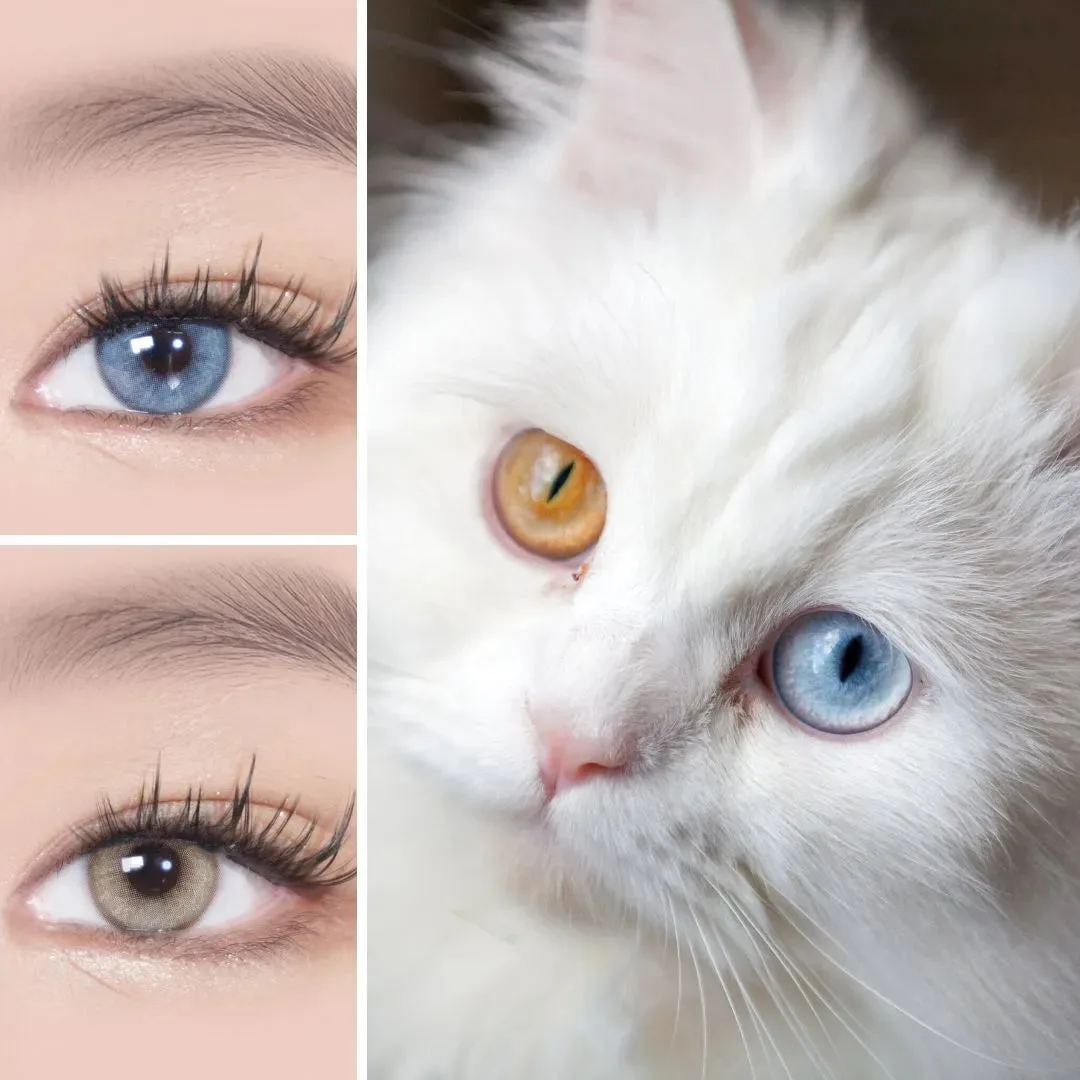 What Comes in a MooMoo Costume Lens Set?