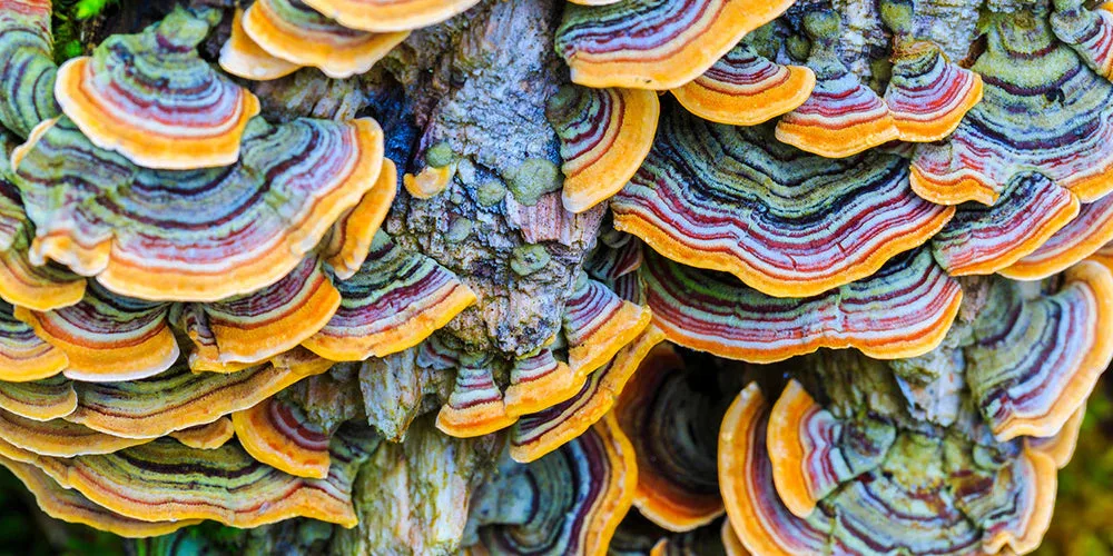 How to Use Turkey Tail Mushroom Powder for Wellness