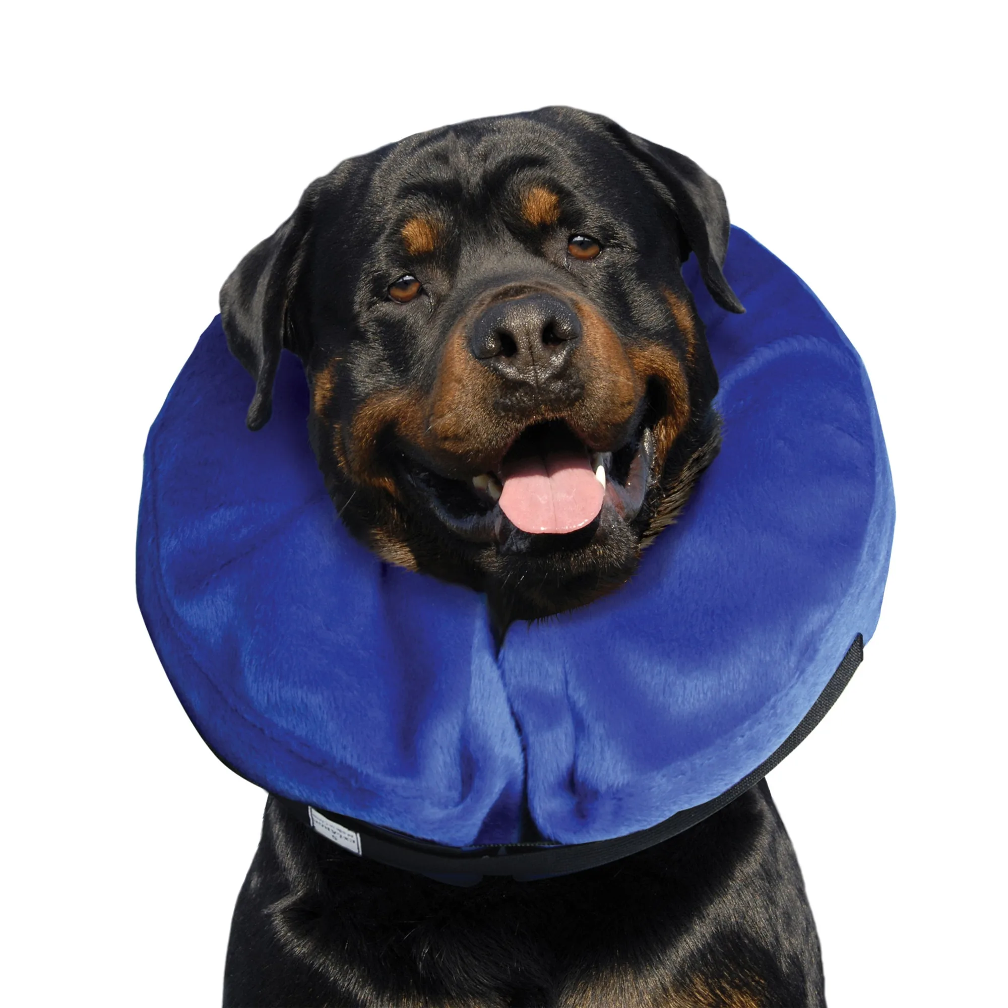 How to Measure Your Dog for a Cloud Collar