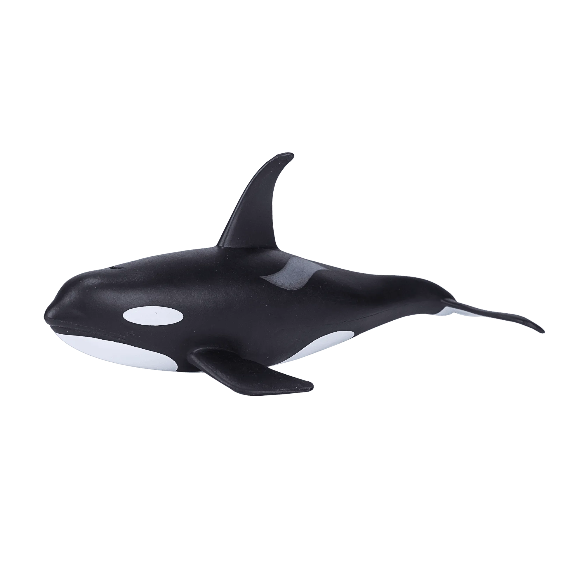 Orca Male