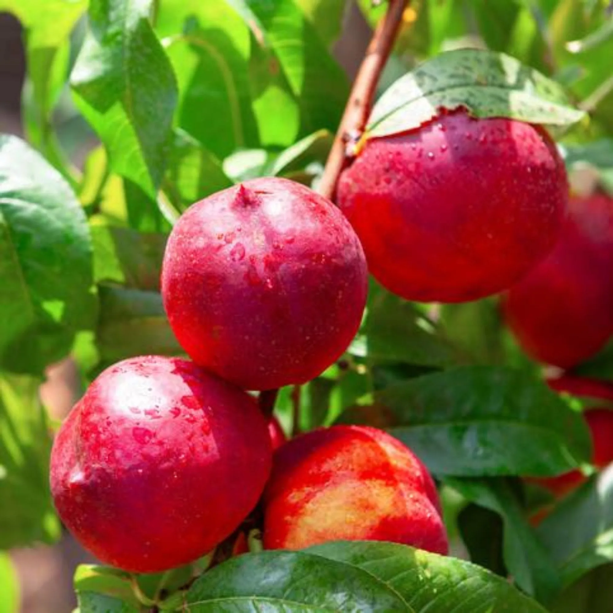 Hardired Nectarine Tree: Growing Tips for Home Orchards