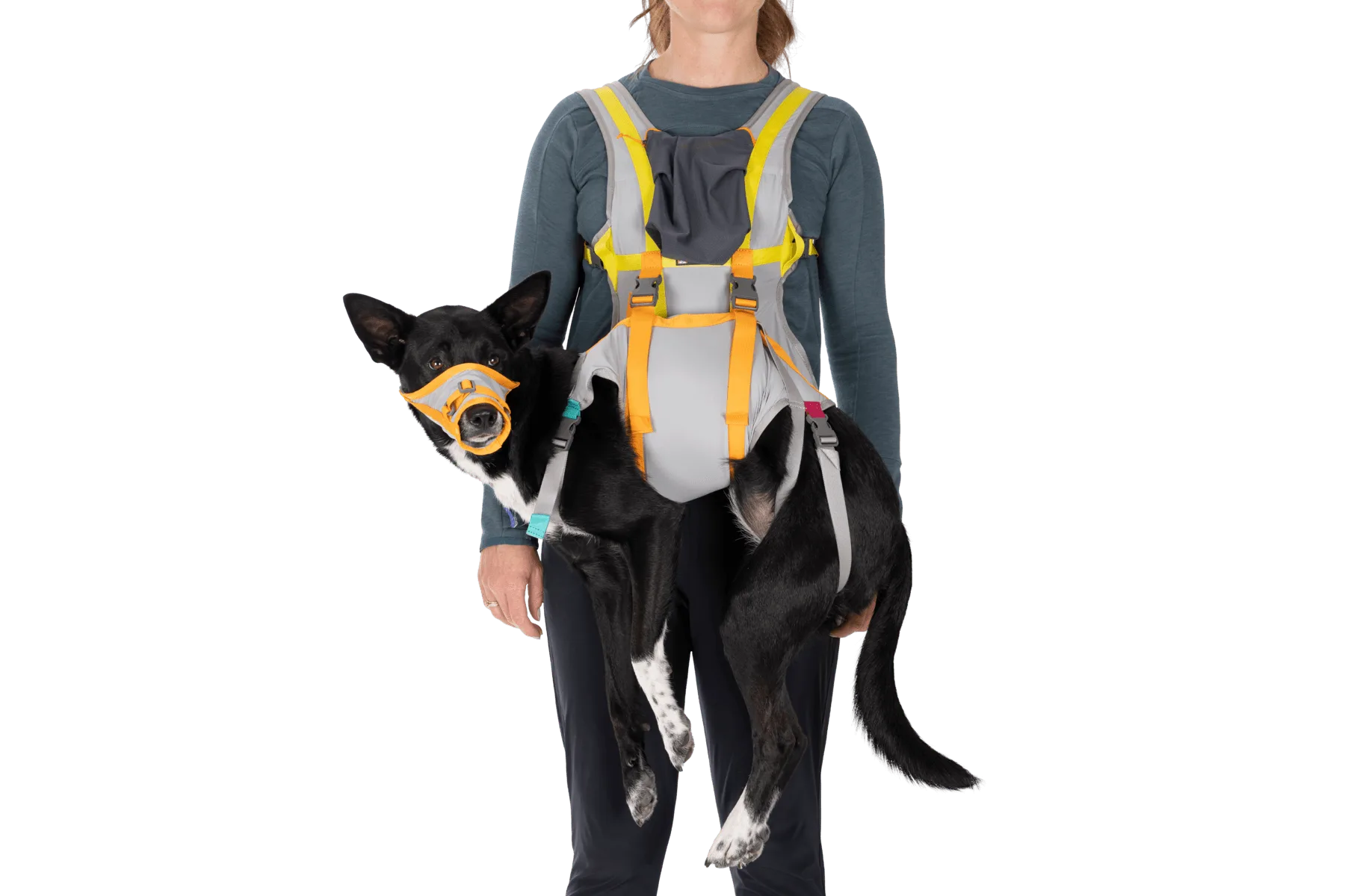 Comment utiliser le kit d'évacuation pour chien BackTrak