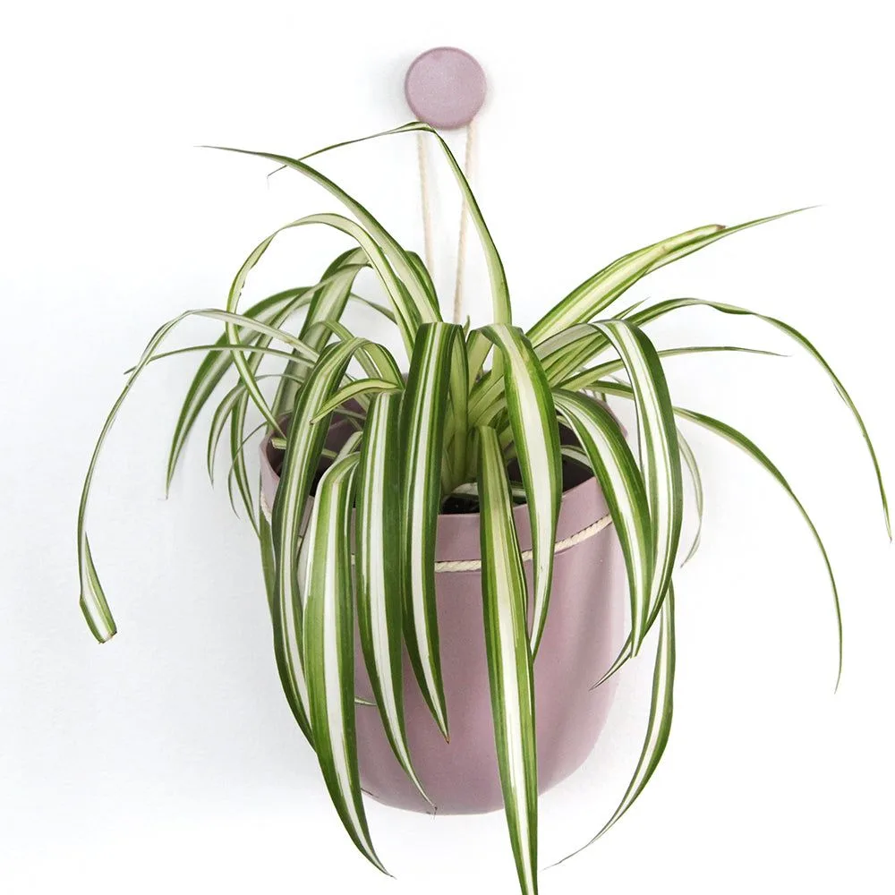 Calathea Care Guide: Tips for Healthy Leaves and Humidity Needs