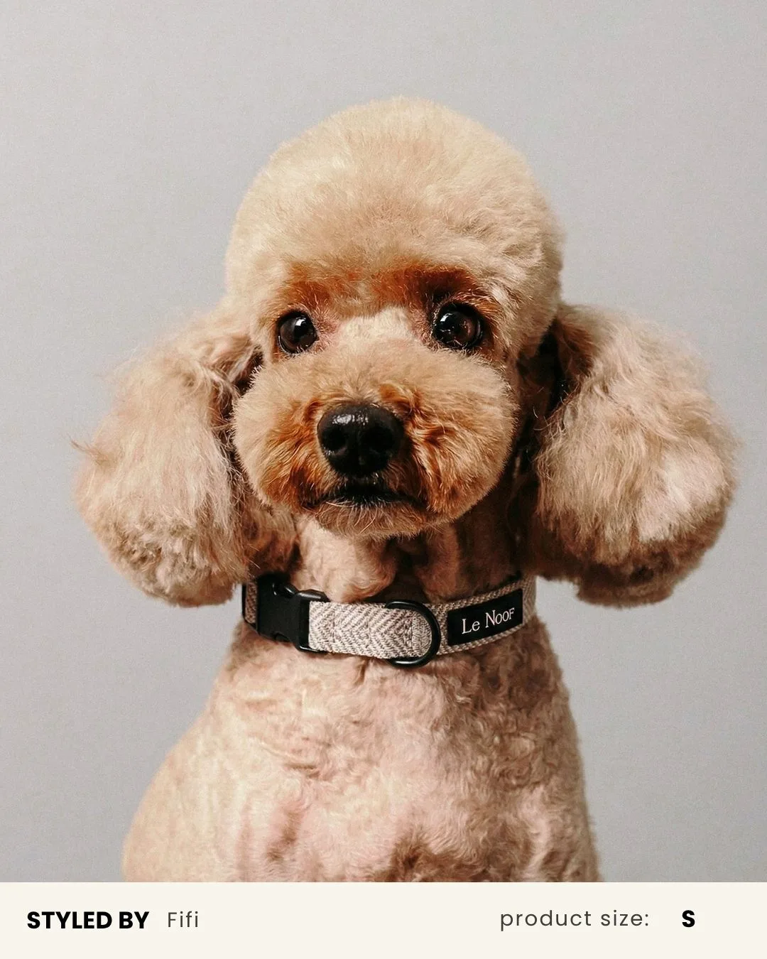 How to Match a Dog Collar and Leash Set
