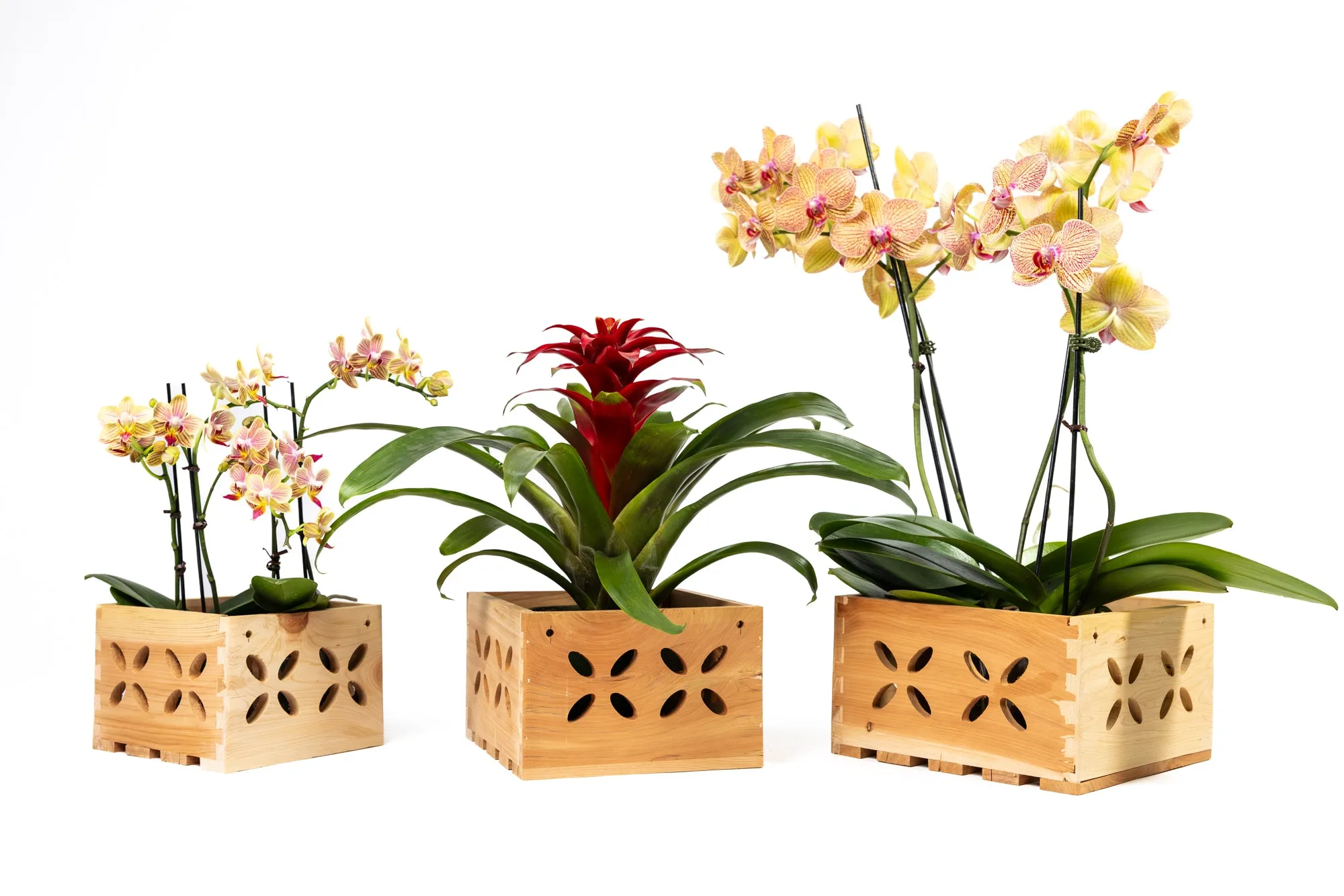 Cedar Orchid Display Box Setup and Styling