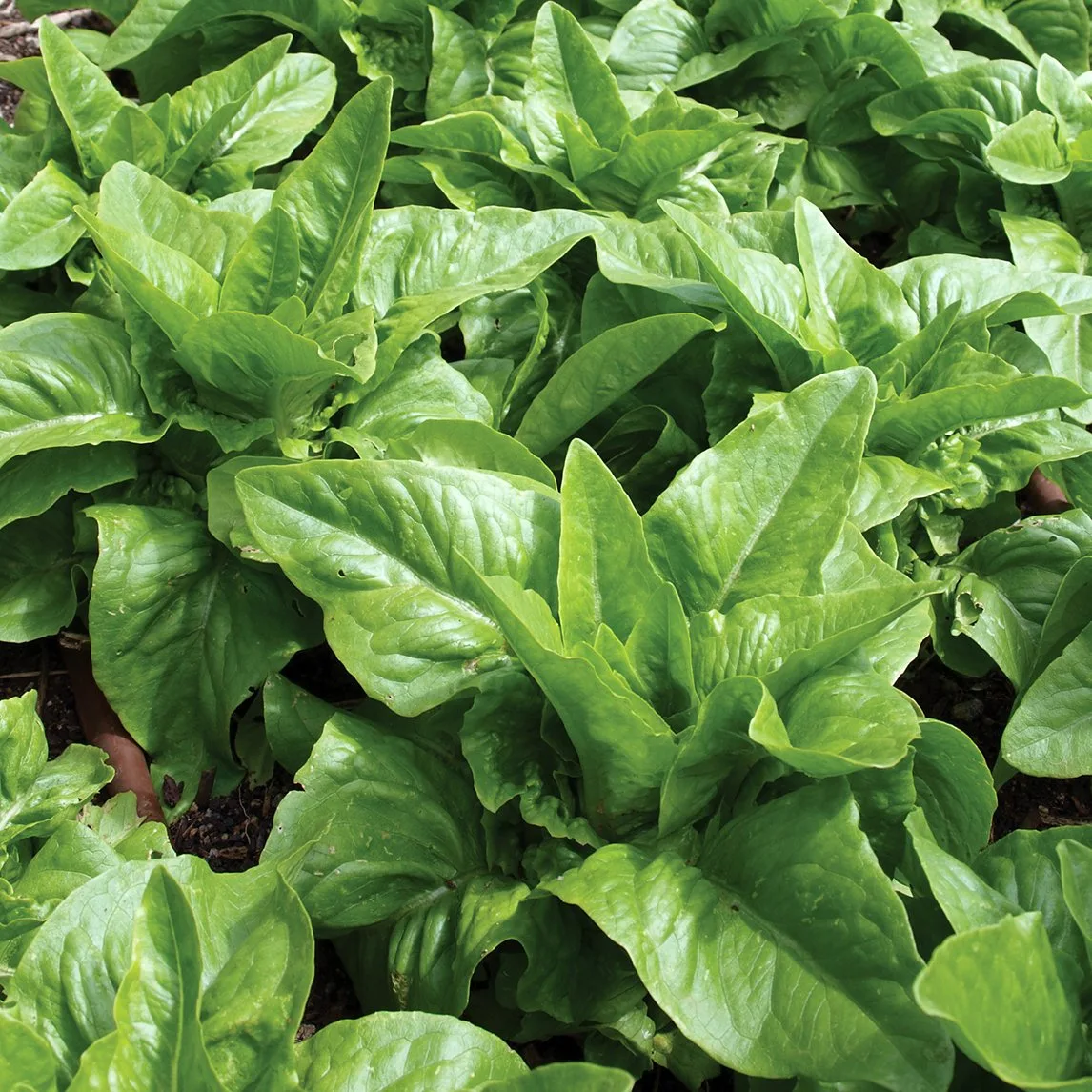 How to Grow Lettuce 'Amish Deer Tongue' from Seed