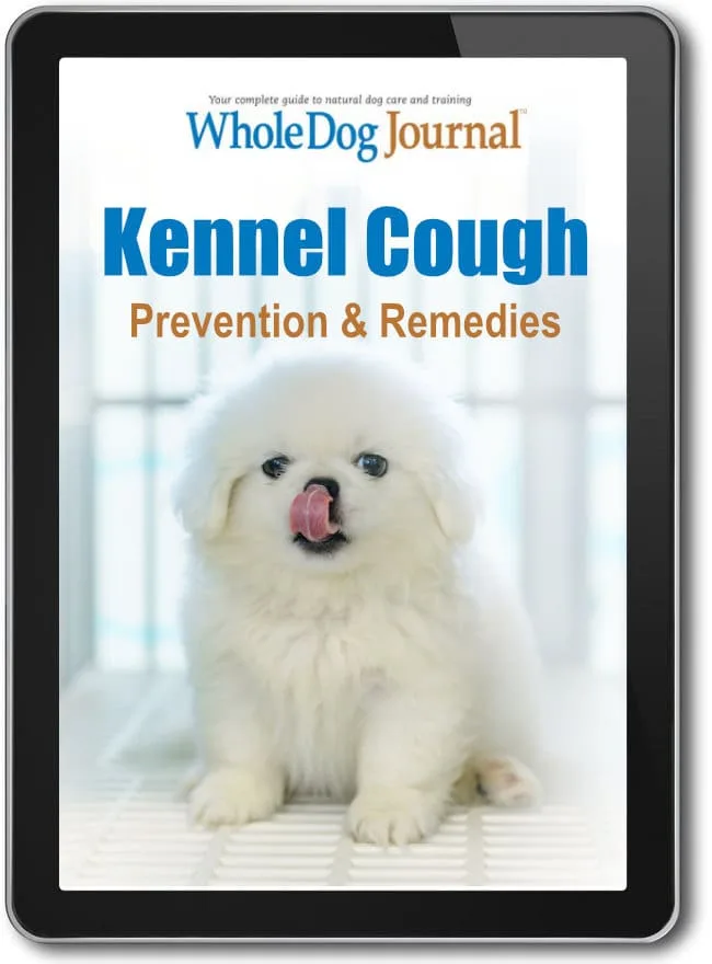 Kennel Cough vs Allergies: How to Tell Cough Causes Apart