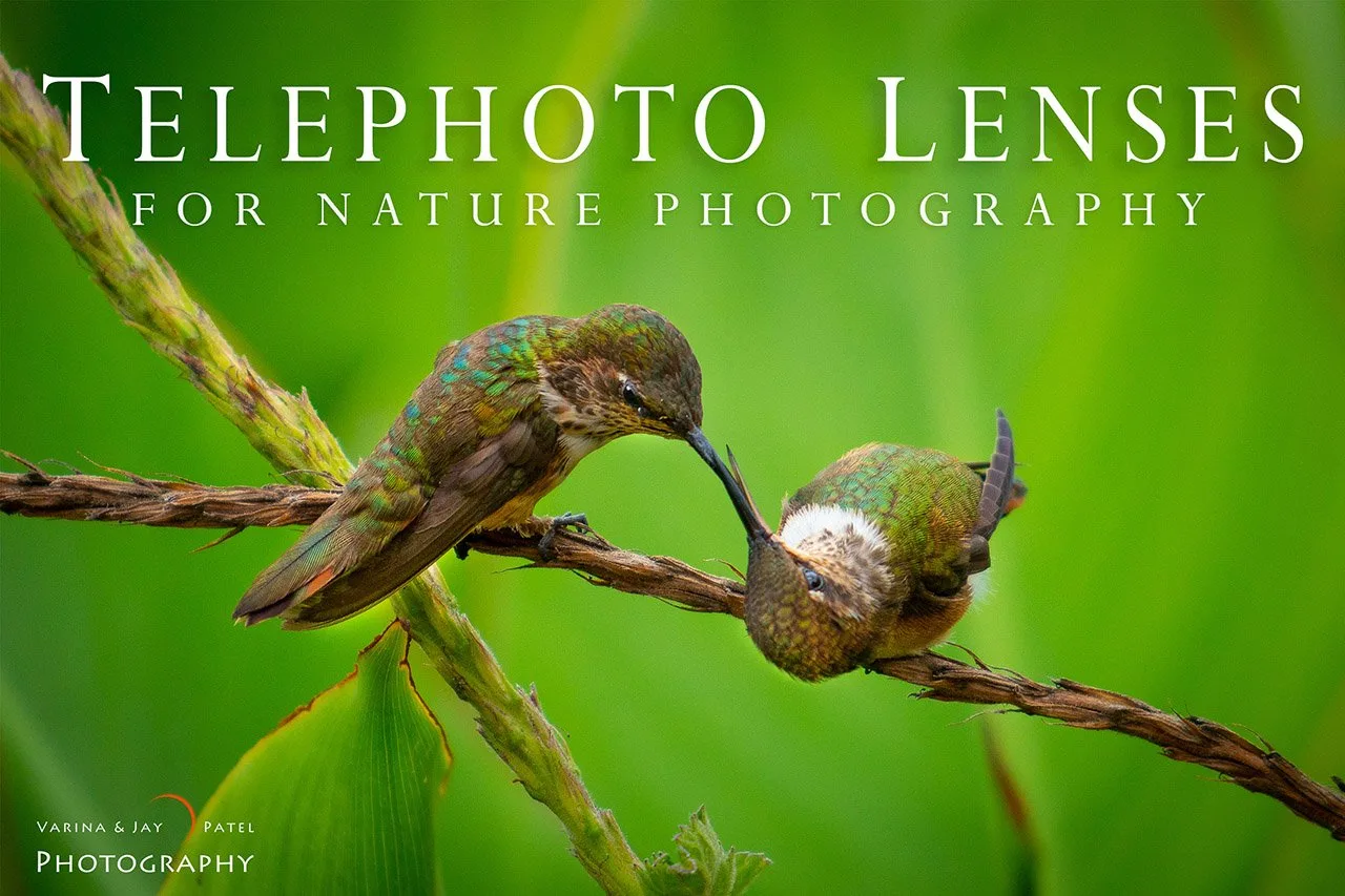 Telephoto Lenses for Nature Photography: What to Buy