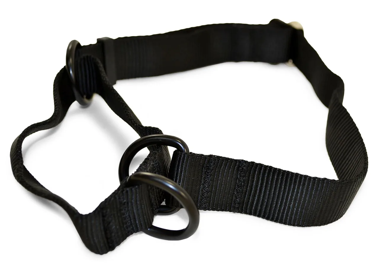 Collari a strozzo in nylon vs pelle: quale è giusto per il tuo cane da lavoro?