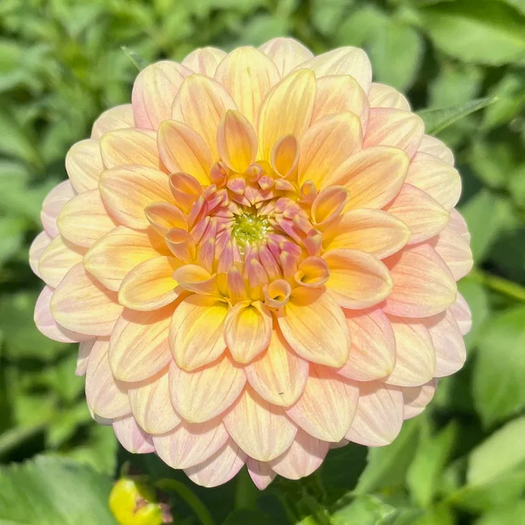 大麗花 'Florelie Fruit Tingle' 塊莖