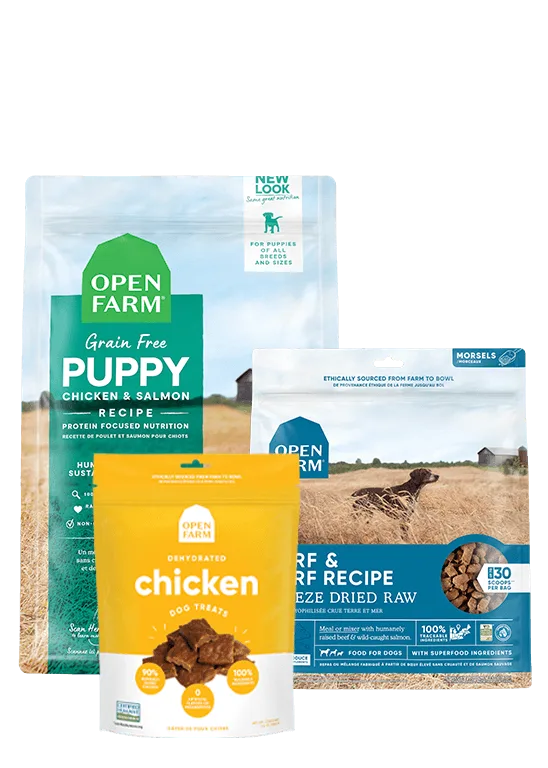 How to Transition Your Puppy to a New Puppy Pack
