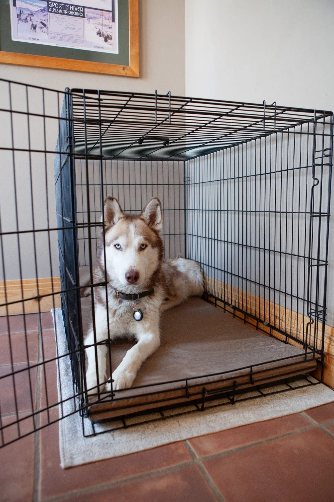 Chew Proof Crate Pad For Dogs (with a 200 Day Guarantee)