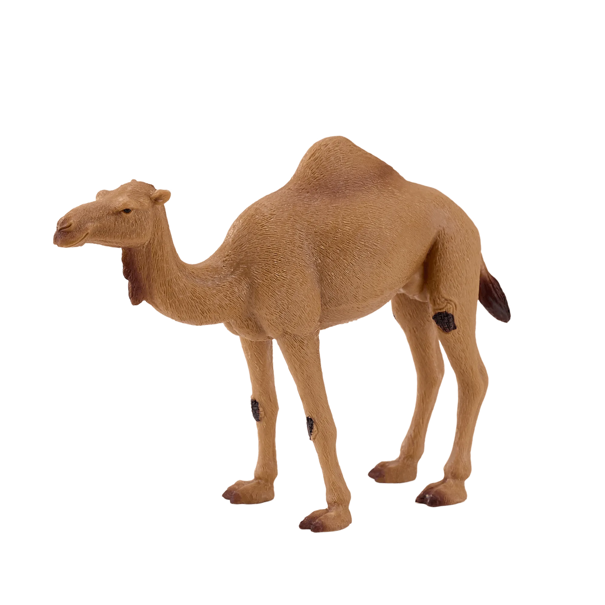 Arabian Camel