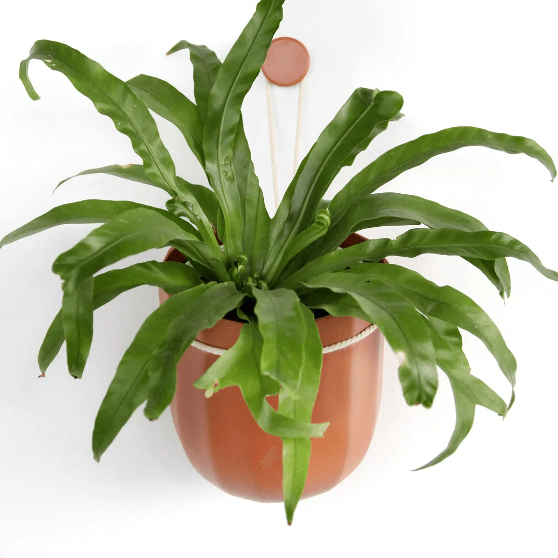 Eco-Friendly Plant Accessories: Sustainable Gifts for Plant Lovers