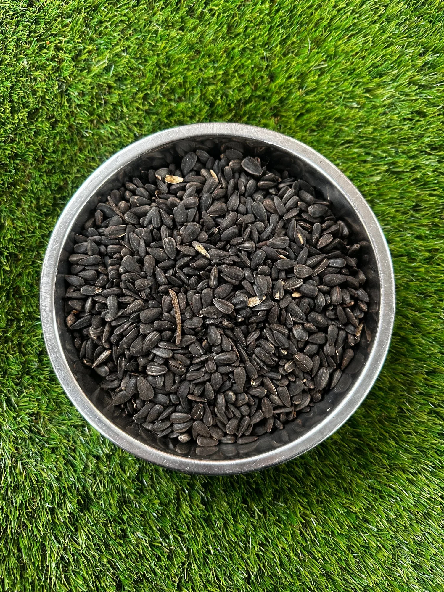 Dried Mealworms vs Black Sunflower Seeds for Birds