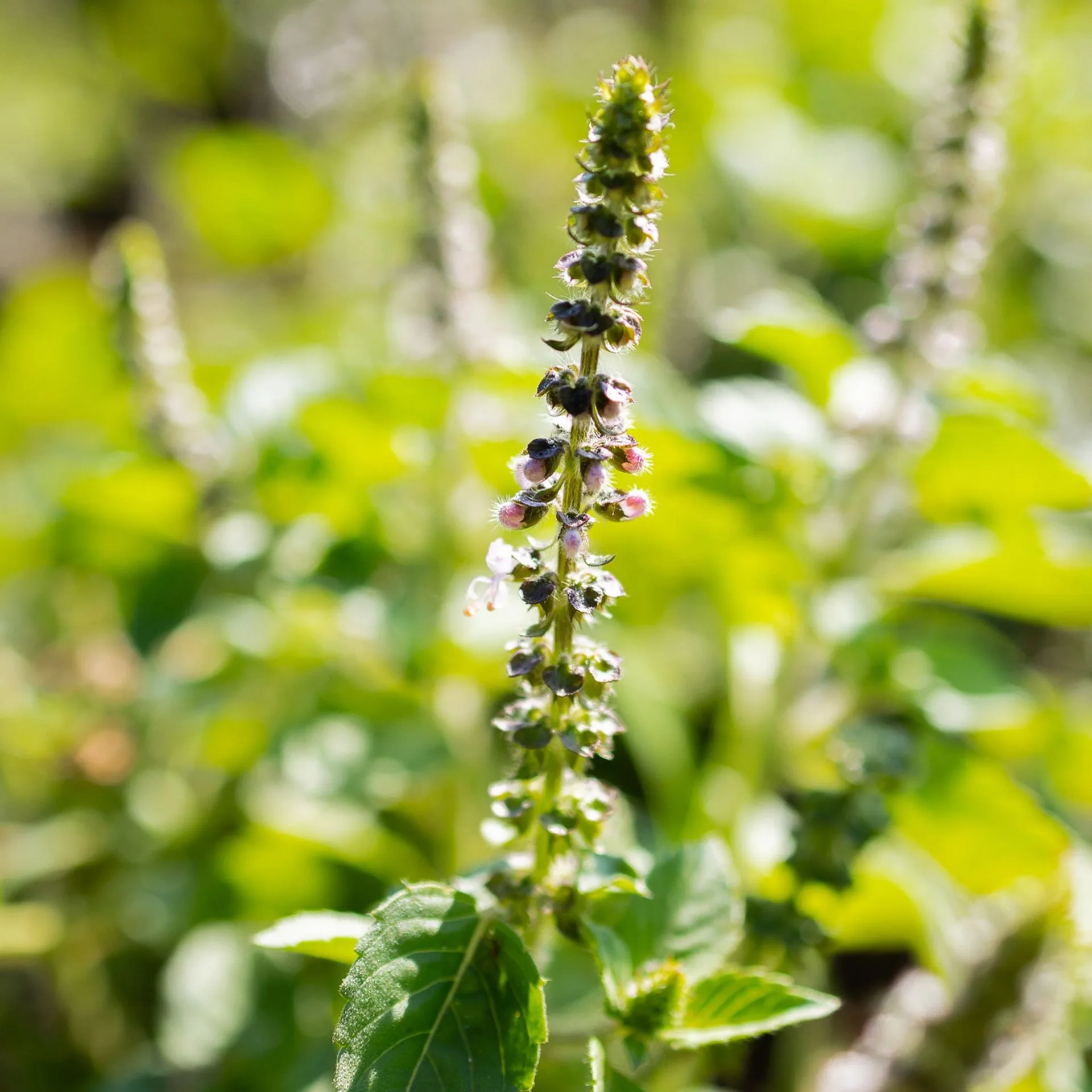 Ayurvedic Herbs for Immunity: Strengthen Your Defenses Naturally