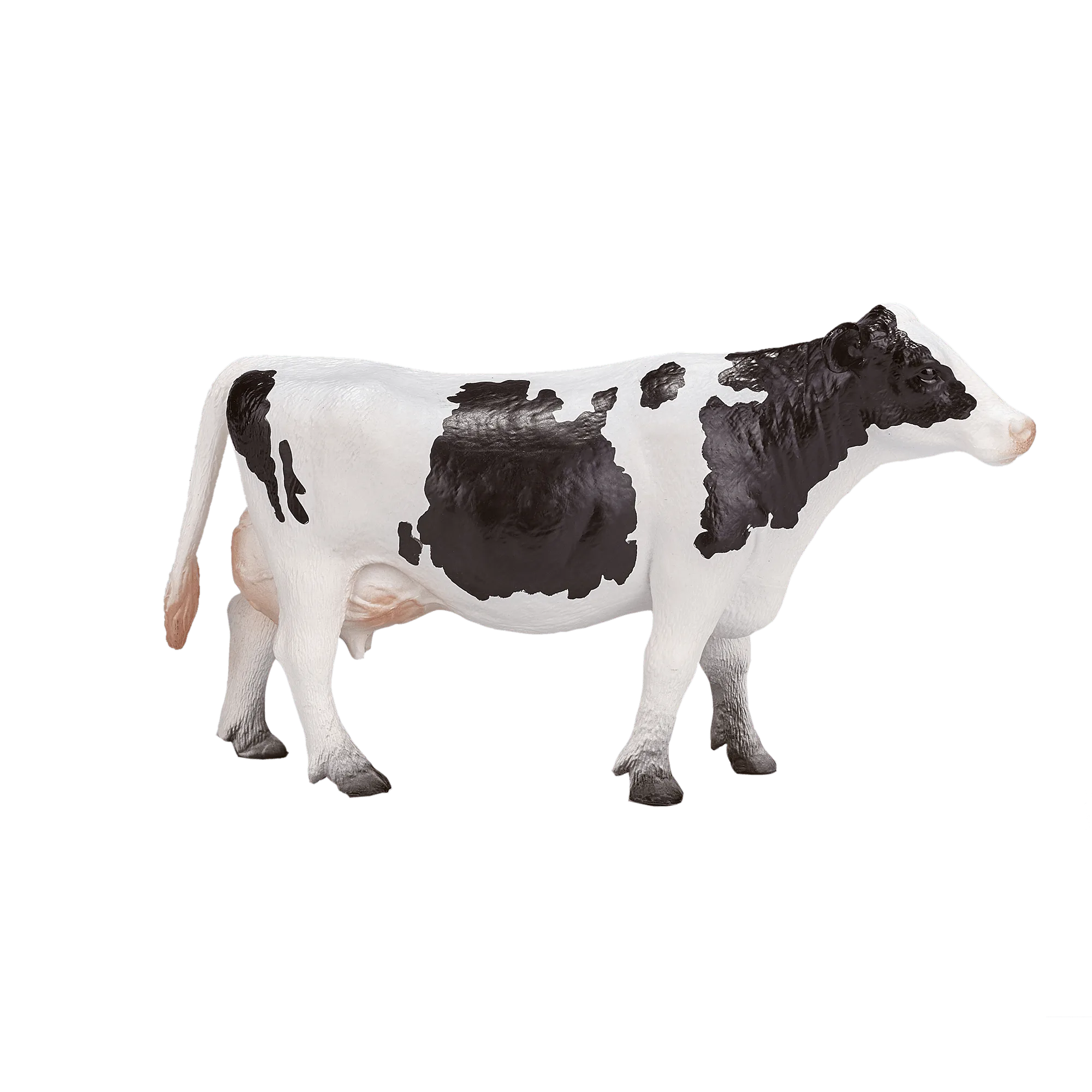 Holstein Cow