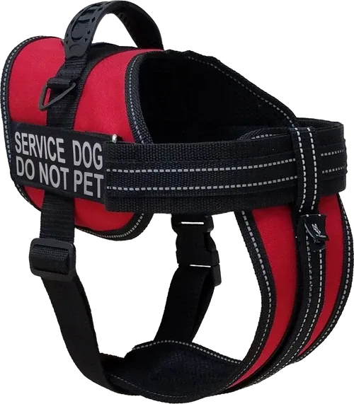 Ramps for Dogs: A Complete Buying Guide for Safe Access
