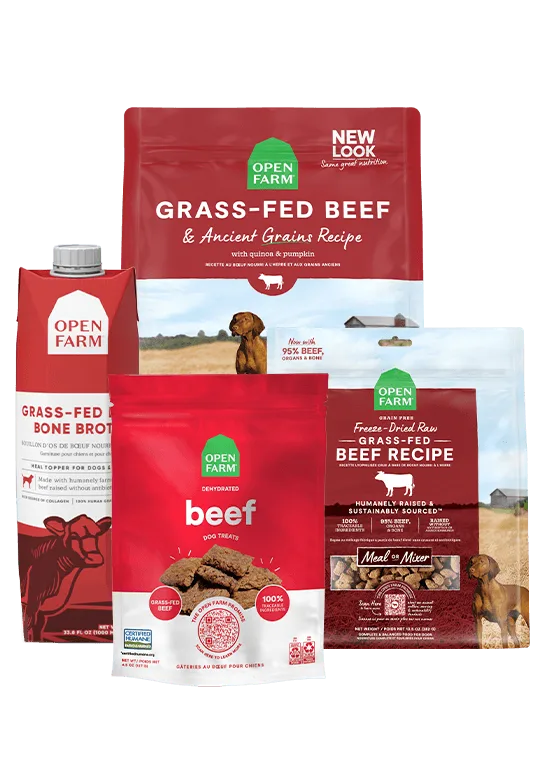 Freeze-Dried Raw vs Air-Dried Dog Food: What's the Difference and Which Is Better?