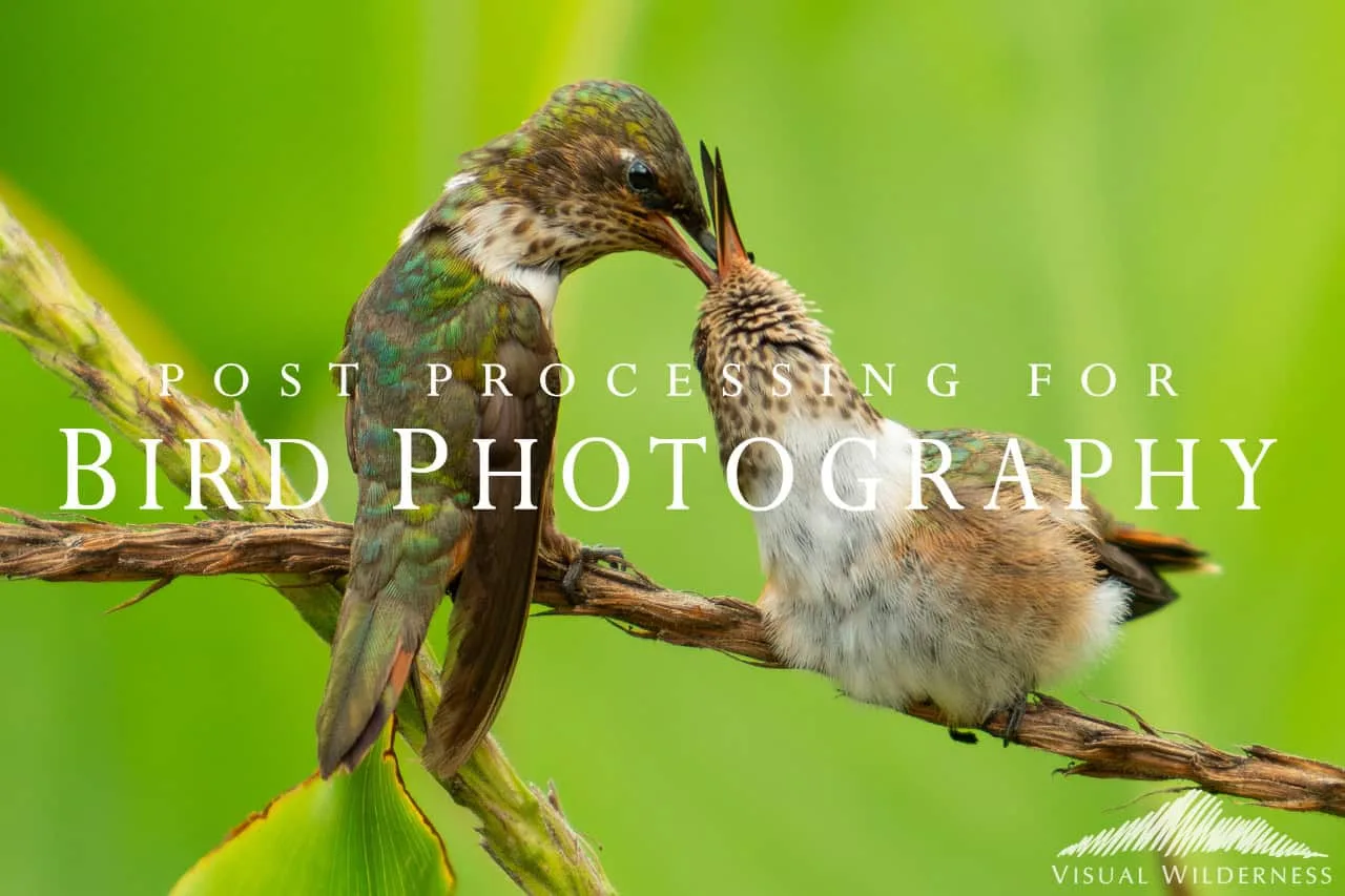 Postprocesado de fotos de aves: preguntas clave