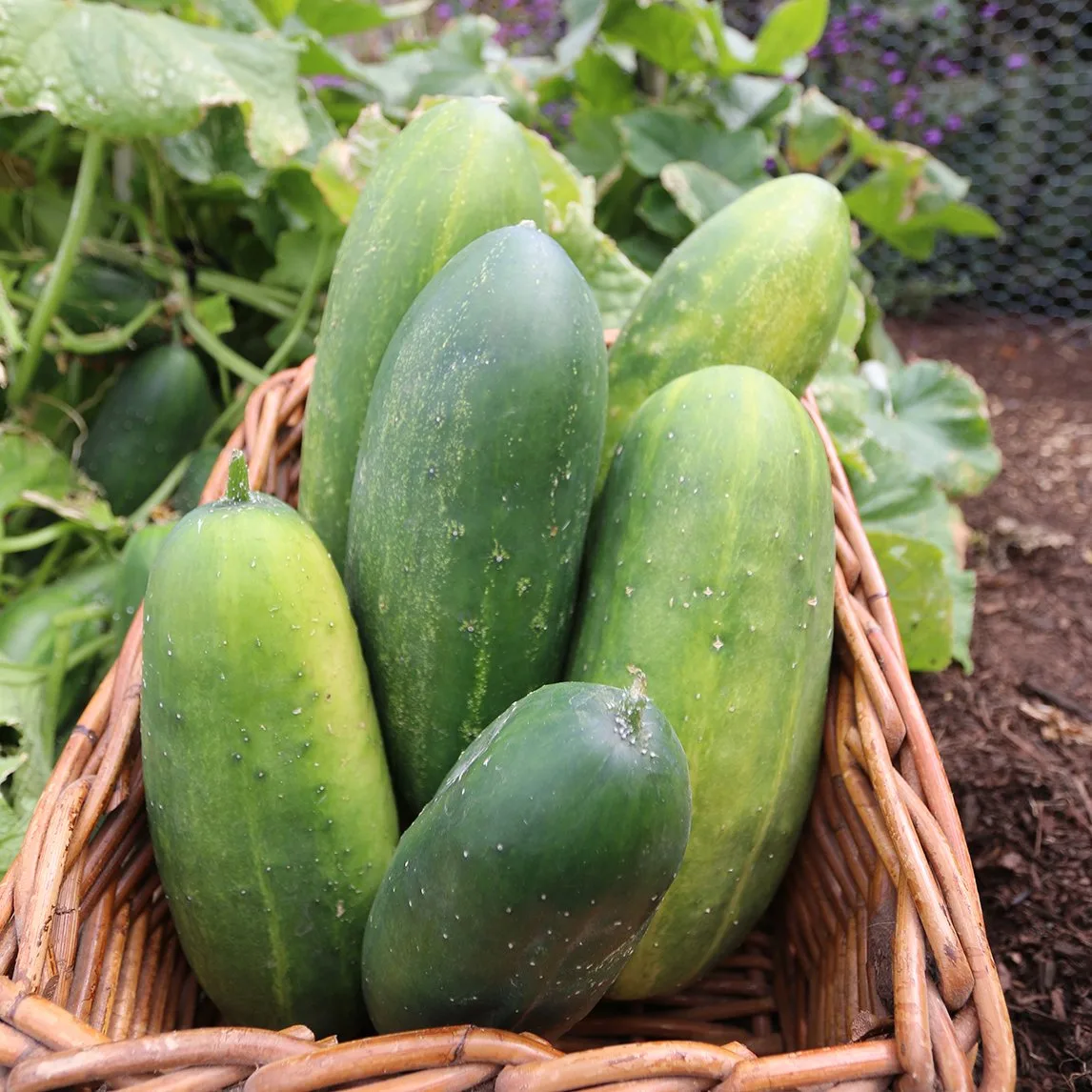 Cultivar pepino 'Spacemaster' em jardins pequenos