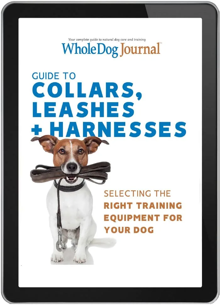 Choosing the Right Harness for Your Dog