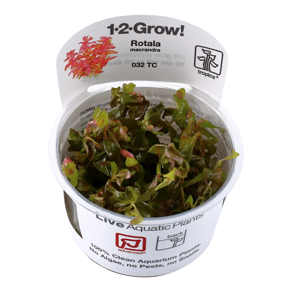 Aquarium Plant Care: Echinodorus and Juncus repens