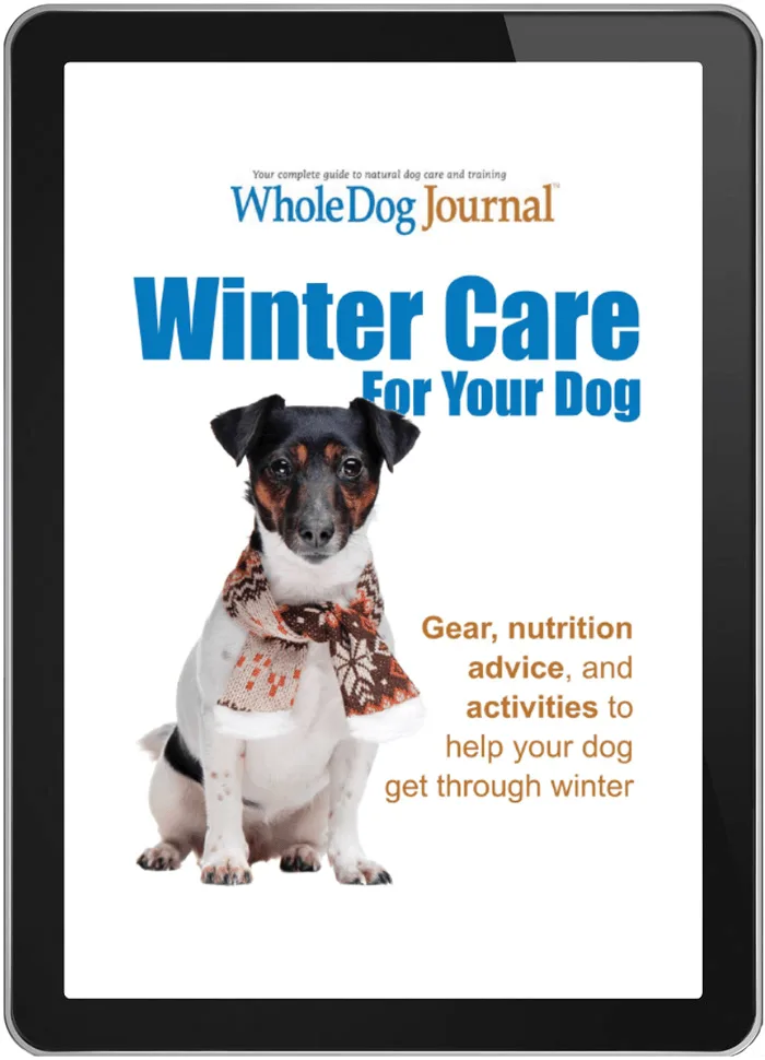 Winter Care for Your Dog: A Practical Guide