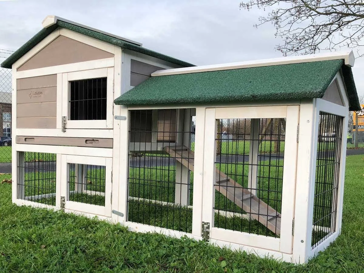 Common Rabbit Hutch Problems and How to Avoid Them
