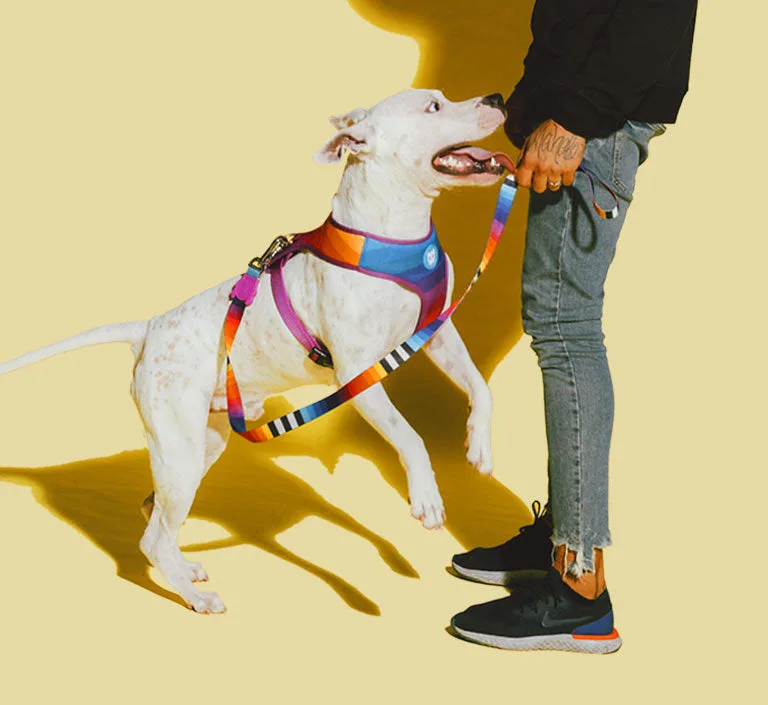 How to Adjust an H-Harness for Small Dogs
