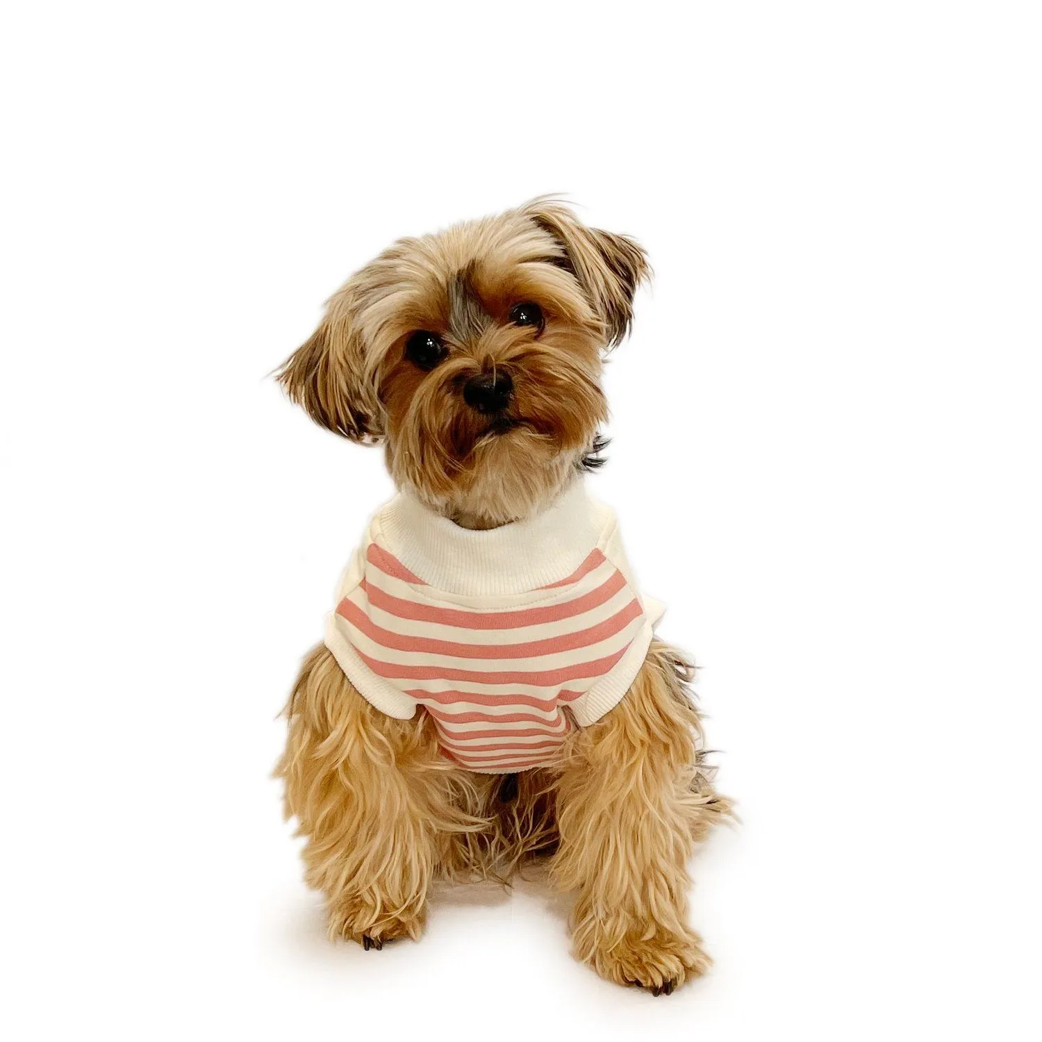 How to Layer Dog Clothing for Maximum Warmth Without Restricting Movement