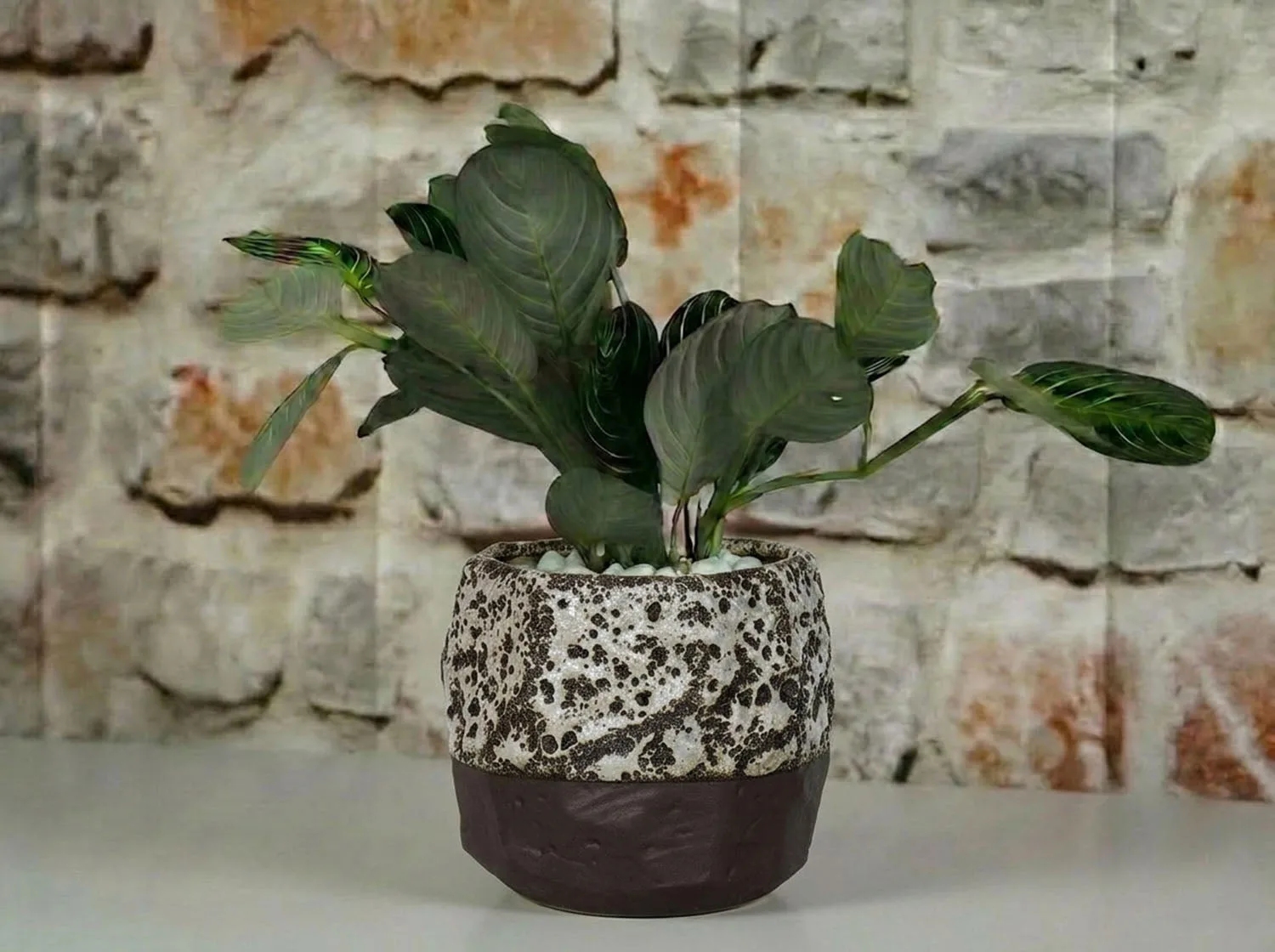 Plantatorem Brush Comb 花盆使用指南:安裝與造型